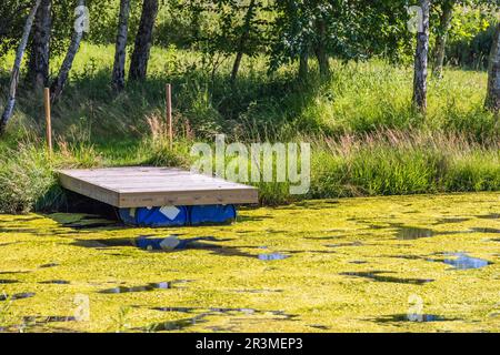 Jetty on a lakeshore with heavy algae bloom in the water Stock Photo