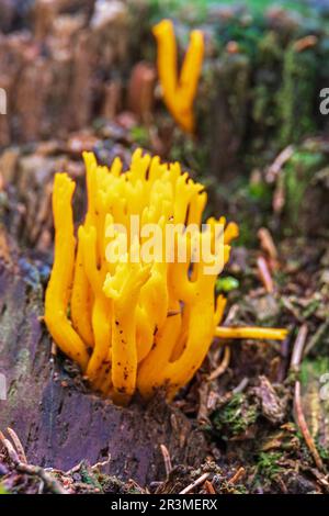 Yellow stagshorn growing on a tree stump Stock Photo