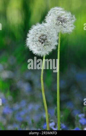 Dandelion (Taraxacum sect vulgaria) seed heads of two plants growing at woodland edge, Three Hagges Wood Meadow, North Yorkshire, England, June 2021 Stock Photo