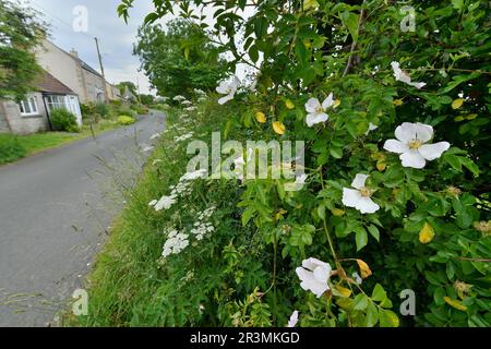 Dog Rose (Rosa canina) flowering bush growing in roadside hedgerow in rural Berwickshire, Scottish Borders, June 2022 Stock Photo