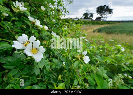 Dog Rose (Rosa canina) flowering bush growing in roadside hedgerow in rural Berwickshire, Scottish Borders, June 2022 Stock Photo