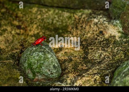 Red Poison Dart Frog - Oophaga pumilio, beautiful red blue legged frog from Cental America forest, Gamboa, Panama. Stock Photo