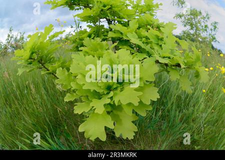 English Oak (Quercus robur) fresh leaves on sapling planted at Three Hagges Wood Meadow, North Yorkshire, England, June 2021 Stock Photo