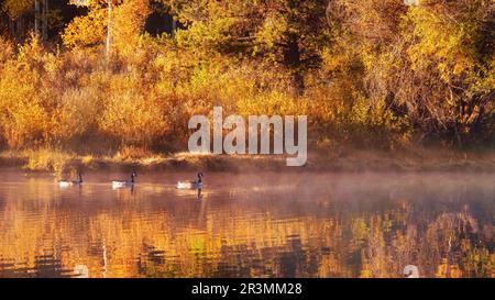 Three Canada geese (Branta canadensis) swimming on a peaceful lake on a misty autumn morning in Grand Teton National Park, Wyoming, USA. Stock Photo