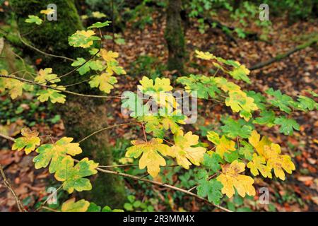 Field Maple (Acer campestre) leaves on low branch of tree changing colour from green to yellow in autumn in decidious woodland, Ross-shire, Scotland, Stock Photo