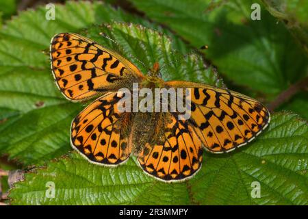 Peral-bordered fritillary butterfly, Warton Crag, Carnforth, Lake District Stock Photo
