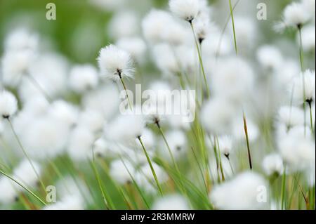 Hares-tail Cotton Grass (Eriophorum vaginatum) mass of plants flowering on peatland, Lewis, Outer Hebrides, Scotland, June 2010 Stock Photo