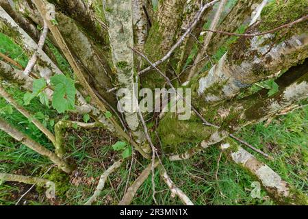 Hazel (Corylus avellana) shrub with covered in crustose lichens, mosses and liverworts growing on branches, near to the Visitor Centre, Beinn Eighe Stock Photo
