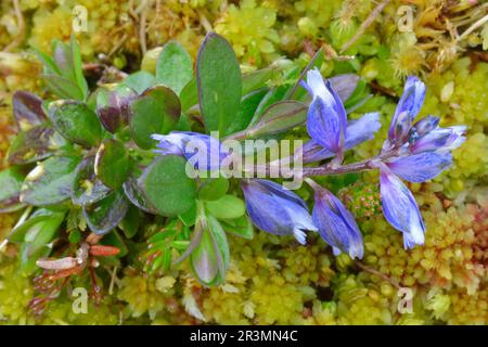 Heath Milkwort (Polygala serpyllifolia) close-up of plant growing on peaty soil with sphagnum, Inverness-shire, Scotland, May 2016 Stock Photo