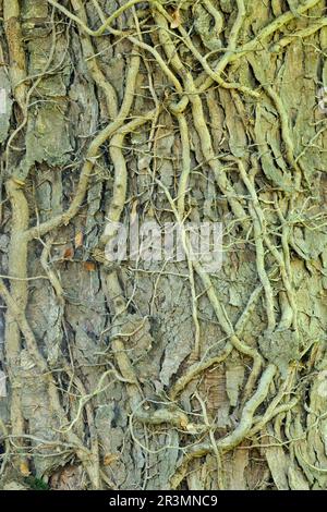 Ivy (Hedera helix) algae-covered stems growing on bark of mature sycamore tree, Roxburghshire, Scottish Borders, Scotland, June 2017 Stock Photo