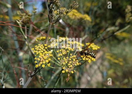 House field wasp (Polistes dominula) on fennel (Foeniculum vulgare). Stock Photo