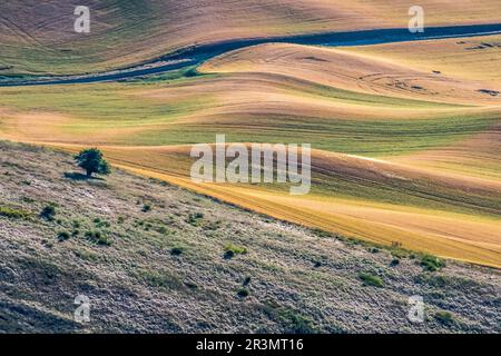 Landscape scenes in palouse washington Stock Photo