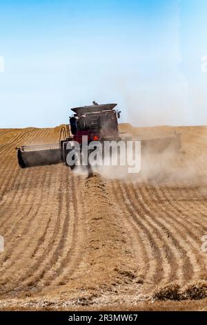 Harvesting crops on palouse washington wheat fields in summer Stock Photo