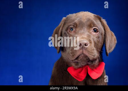 Portrait of a chocolate labrador puppy with a red bow on its neck on a blue background Stock Photo