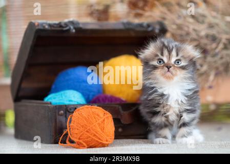Scottish fold tricolor kitten near decorative dower chest with multicolored balls of wool on a rustic background Stock Photo