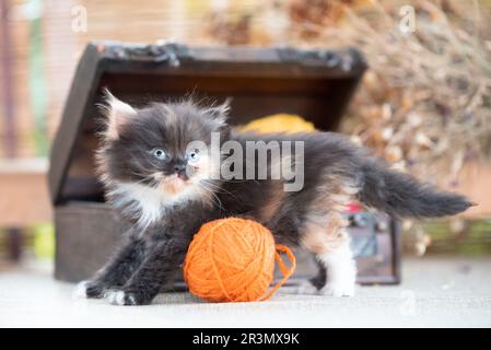 Scottish fold tricolor kitten near decorative dower chest with multicolored balls of wool on a rustic background Stock Photo