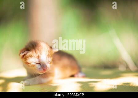 Sunny kitten on a clear summer day outside Stock Photo