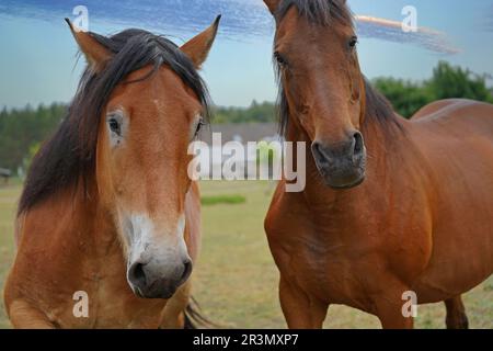 Trakehner Feldmeyer and  Rhenish German Coldblood Enzo  at pasture Stock Photo