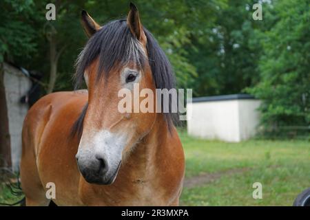 Rhenish German Coldblood Enzo  at pasture Stock Photo