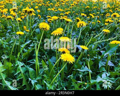 blooming yellow dandelions yellow green field background on spring time Stock Photo