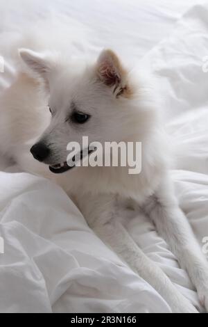 The German Kleinspitz is an elegant breed of dog with a fluffy, dense coat and a friendly nature. With its alert eyes and playful character, Stock Photo