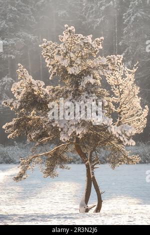 Single tree in a clearing in winter, covered in snow with backlit sunlight from sunrise Stock Photo