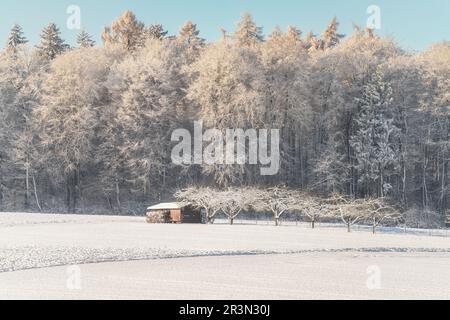 Small hut in front of forest with deep snow and hoar frost in the morning at sunrise Stock Photo