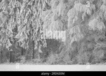 Hardwood and softwood covered in deep hoar frost in winter with snow and ice Stock Photo