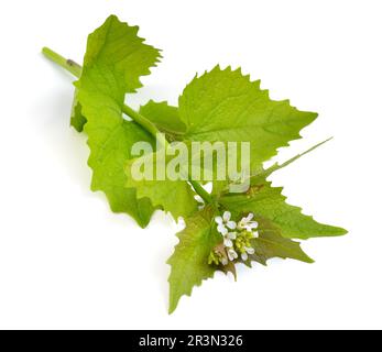Alliaria petiolata, or garlic mustard isolated on white background Stock Photo