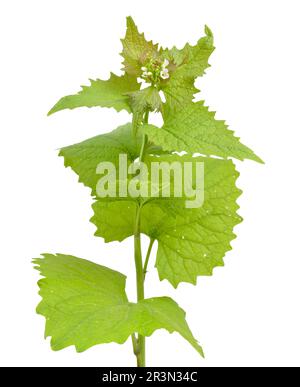 Alliaria petiolata, or garlic mustard isolated on white background Stock Photo