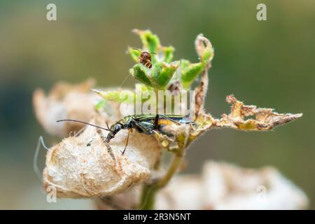 Yellow-Legged Thick-Legged Flower Beetle on a mallow plant, Oedemera Flavipes Stock Photo