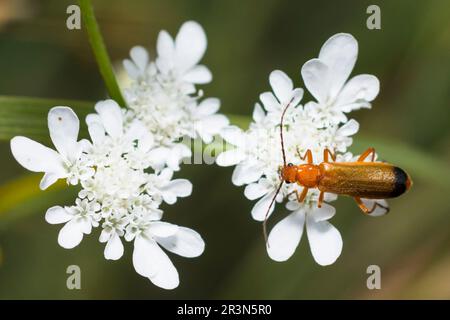 Common Red Soldier Beetle on white wild flower, Rhagonycha Fulva Stock Photo