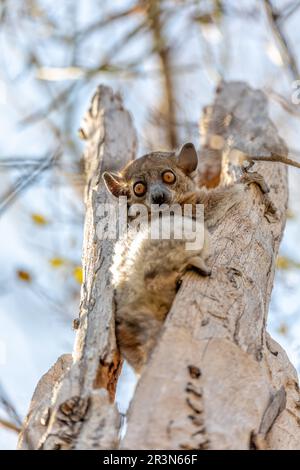 Red-tailed sportive lemur, Lepilemur ruficaudatus, Madagascar wildlife animal. Stock Photo