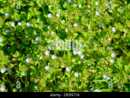 Veronica agrestis, commonly known as green field speedwell Stock Photo
