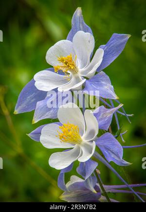 A beautiful shot of a dew moistened Colorado Columbine found blooming near Crested Butte, Colorado. Stock Photo