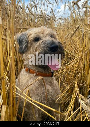 Irish Soft Coated Wheaten Terrier surrounded by ripening wheat ears in the field, portrait with selective focus. Farm dog Stock Photo