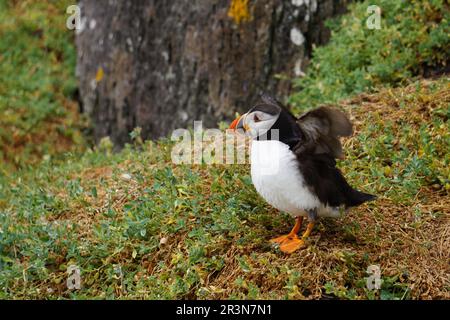 Puffins at the Skellig islands Stock Photo