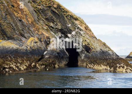 Seal on the coast of Myross Island Stock Photo