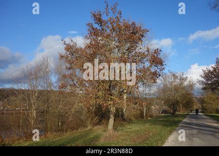 Acer platanoides, Norway maple, fruiting Stock Photo