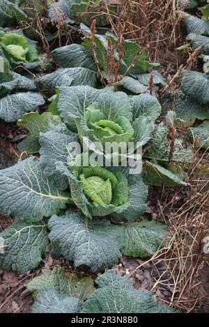 Brassica oleracea convariegata capitata variegata sabauda, Savoy cabbage Stock Photo