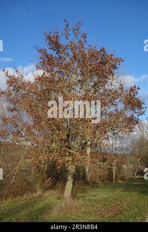 Acer platanoides, Norway maple, fruiting Stock Photo