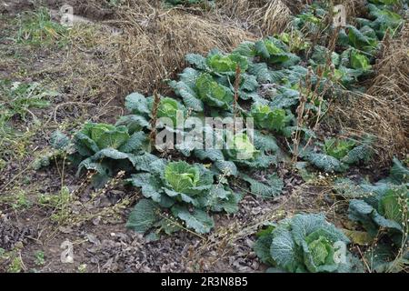 Brassica oleracea convariegata capitata variegata sabauda, Savoy cabbage Stock Photo