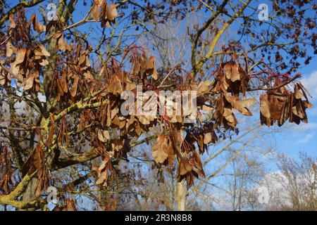 Acer platanoides, Norway maple, fruiting Stock Photo