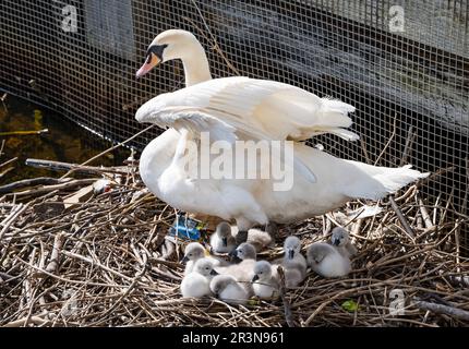 Leith, Edinburgh, Scotland, UK, 24th May 2023. Newly hatched cygnets: a mute swan pair have successfully hatched 9 cygnets in a nest next to The Shore at the end of the Water of Leith. Credit: Sally Anderson/Alamy Live News Stock Photo