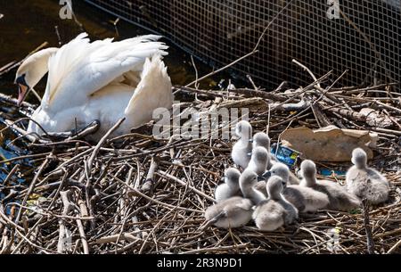 Leith, Edinburgh, Scotland, UK, 24th May 2023. Newly hatched cygnets: a mute swan pair have successfully hatched 9 cygnets in a nest next to The Shore at the end of the Water of Leith. Credit: Sally Anderson/Alamy Live News Stock Photo