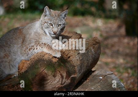 Graceful Eurasian lynx sitting on tree log and looking away attentively on sunny day in wild nature Stock Photo