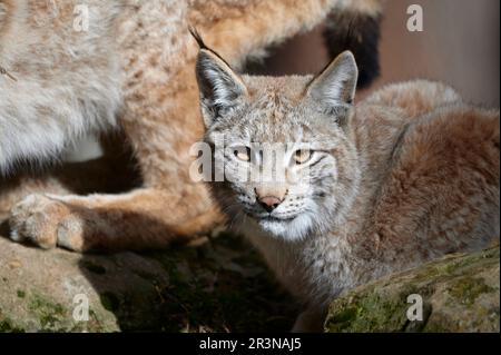 Couple of graceful Eurasian lynxes sitting on tree log and looking at camera attentively on sunny day in wild nature Stock Photo