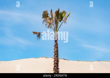 From below of exotic solitary palm tree with green leaves growing on sandy beach landscape against blue sky with sparse white clouds in Landes, France Stock Photo