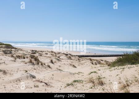 Scenic view of Landes France sandy beach with green shrubs and dried plants leading to endless wavy sea with visitors enjoying under blue sky in dayli Stock Photo