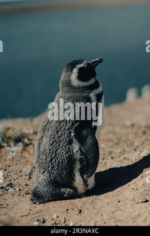 Wild penguin sitting in sunlight on rocky ridge on seacoast and resting against blue seawater during summertime in Argentine, Patagonia Stock Photo